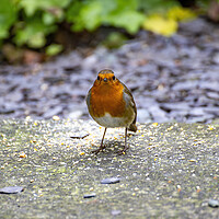 Buy canvas prints of Robin by Roger Green