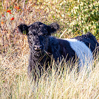 Buy canvas prints of Belted Galloway by Roger Green
