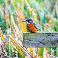 Buy canvas prints of Kingfisher by Roger Green