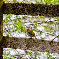 Buy canvas prints of Robin Redbreast by Roger Green