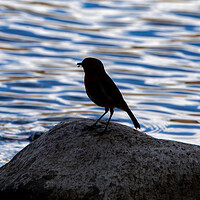 Buy canvas prints of Silhouetted Robin by Roger Green