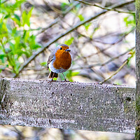 Buy canvas prints of Robin Redbreast by Roger Green