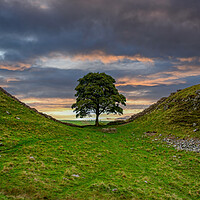Buy canvas prints of Sycamore Gap by Roger Green