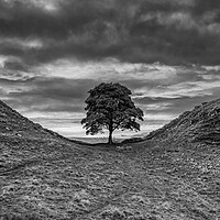 Buy canvas prints of Sycamore Gap by Roger Green