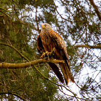 Buy canvas prints of Red Kite Perched in a Tree by Roger Green