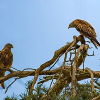 Buy canvas prints of Pair of Perched Red Kites by Roger Green