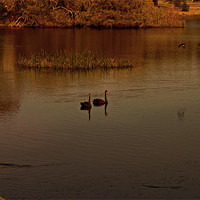 Buy canvas prints of Black Swans by Roger Green