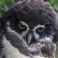 Buy canvas prints of Spectacled Owl by Roger Green