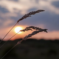 Buy canvas prints of Grass Sunset by Roger Green