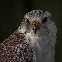 Buy canvas prints of Gyr Saker Falcon by Roger Green