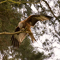 Buy canvas prints of Red Kite by Roger Green