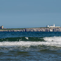 Buy canvas prints of Farne Islands by Roger Green