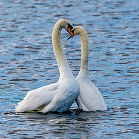 Buy canvas prints of Mute Swan by Roger Green