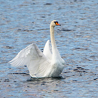 Buy canvas prints of Mute Swan by Roger Green