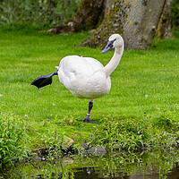 Buy canvas prints of Trumpeter Swan by Roger Green