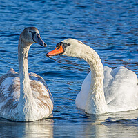 Buy canvas prints of Mute Swan Family by Roger Green