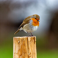 Buy canvas prints of Robin on a Post by Roger Green