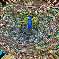 Buy canvas prints of Abstract Peacock by Roger Green