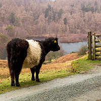 Buy canvas prints of Belted Galloway at Tarn Hows by Roger Green