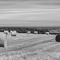 Buy canvas prints of Straw Field at Embleton by Roger Green