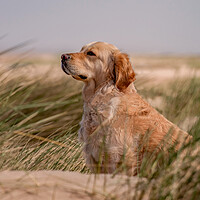 Buy canvas prints of Golden Retriever by Roger Green