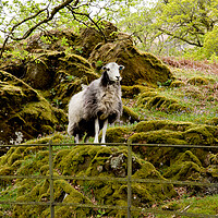 Buy canvas prints of Herdwick Sheep by Roger Green