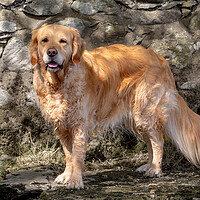Buy canvas prints of Golden Retriever by Roger Green