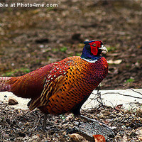 Buy canvas prints of Fountains Abbey Pheasant by Kevin Carr