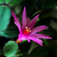 Buy canvas prints of Christmas Cactus Flower by Kevin Carr