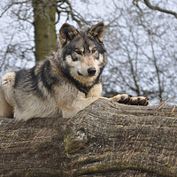 Buy canvas prints of Reclining Wolf by Robin Lodge