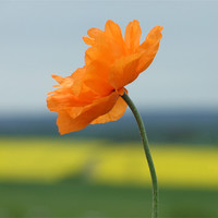 Buy canvas prints of Orange Poppy by Robin Lodge