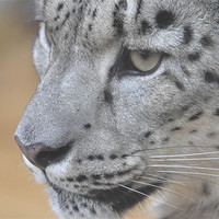 Buy canvas prints of Snow Leopard by Robin Lodge