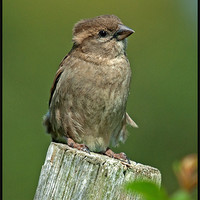 Buy canvas prints of Sparrow by Paul Howell