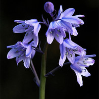Buy canvas prints of Spanish Bluebell by Paul Howell