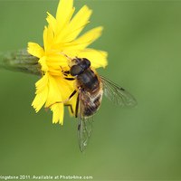 Buy canvas prints of hoverfly feeding by steve livingstone