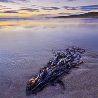 Buy canvas prints of Seaweed Dawn by Richard Peck