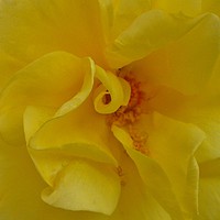 Buy canvas prints of A beautiful Yellow Rose. by Becky Dix