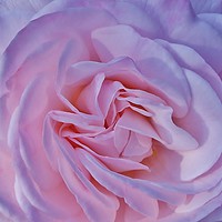 Buy canvas prints of A Beautiful Baby Pink Rose. by Becky Dix