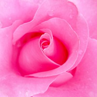 Buy canvas prints of A Beautiful shocking Pink Rose. by Becky Dix