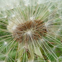 Buy canvas prints of Dandelion Clock. by Becky Dix