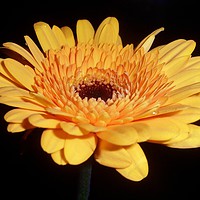 Buy canvas prints of Yellow Michaelmas Daisy. by Becky Dix