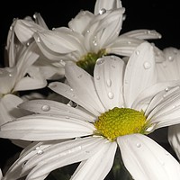 Buy canvas prints of Large White Daisies. by Becky Dix