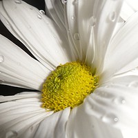 Buy canvas prints of Pretty White Daisy. by Becky Dix