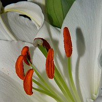 Buy canvas prints of White Oriental Lily. by Becky Dix