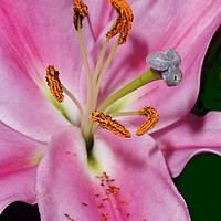 Buy canvas prints of Pink Lily. by Becky Dix