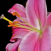 Buy canvas prints of Pretty Pink Lily. by Becky Dix