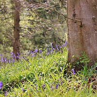 Buy canvas prints of Bluebell Woods by Becky Dix