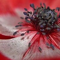 Buy canvas prints of Red Anenome. by Becky Dix