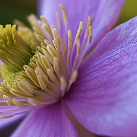 Buy canvas prints of Pink Clematis by Becky Dix