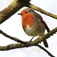 Buy canvas prints of My Christmas Robin. by Becky Dix